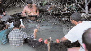 Capture des discus en Amazonie Photo : E. Hustinx